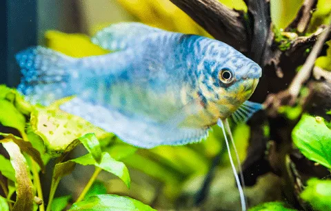 Men’s colorful high top canvas shoes - Blue Gourami
